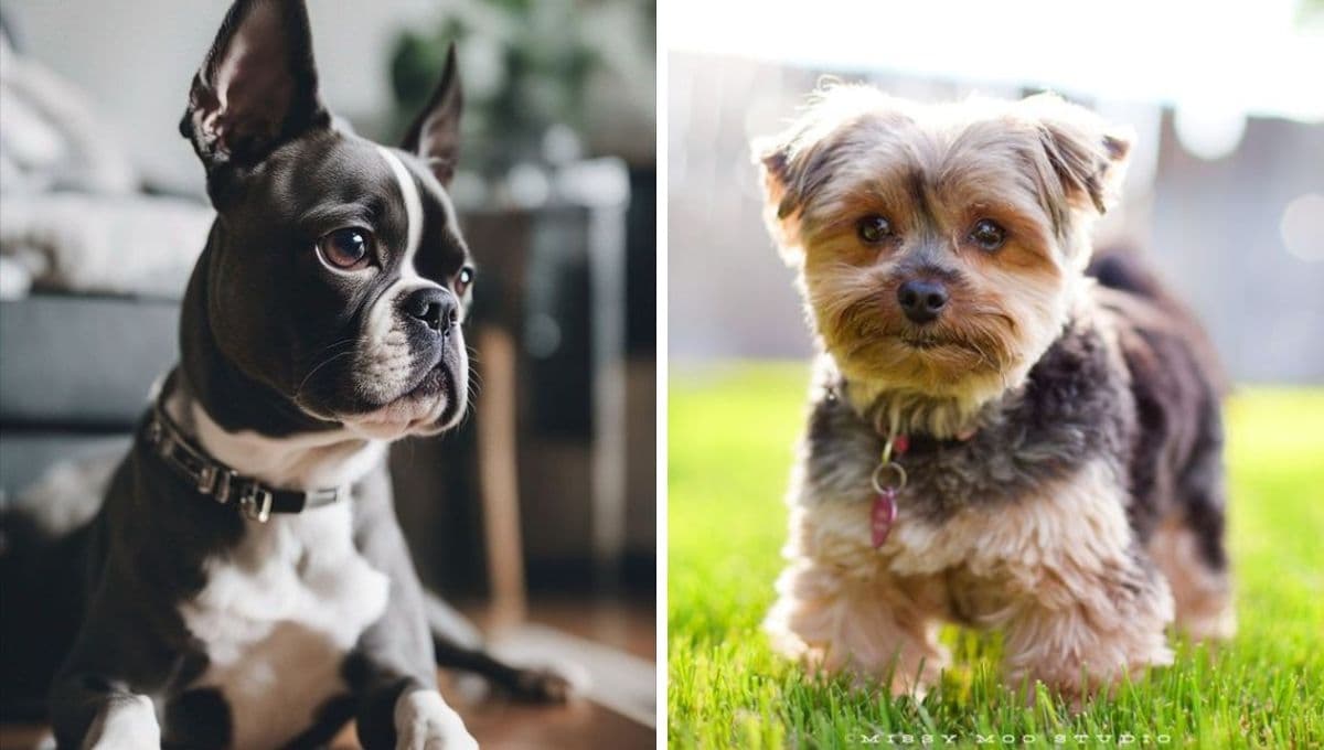 Razas de perros conocidas por no soltar pelo