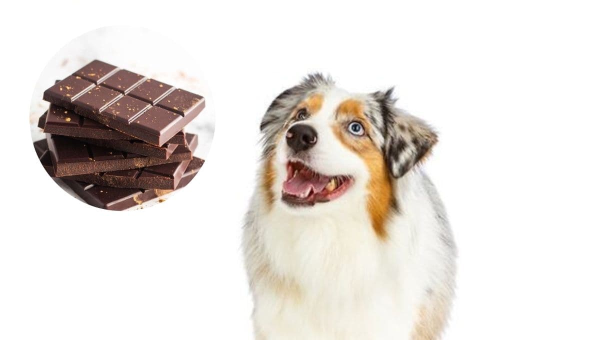 ¿Qué pasa si mi perro come chocolate?