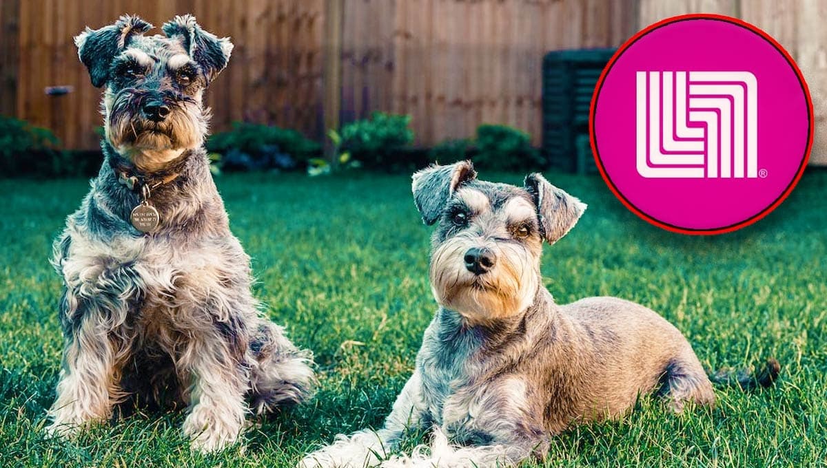 Liverpool remata la taza de perro Schnauzer más linda para tomarte tu cafecito