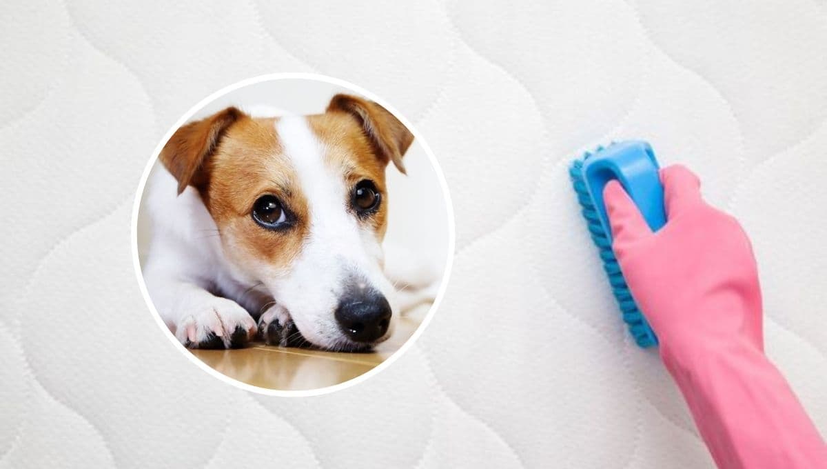 Perros: truco para quitar el olor a pipí de un colchón con ingredientes económicos