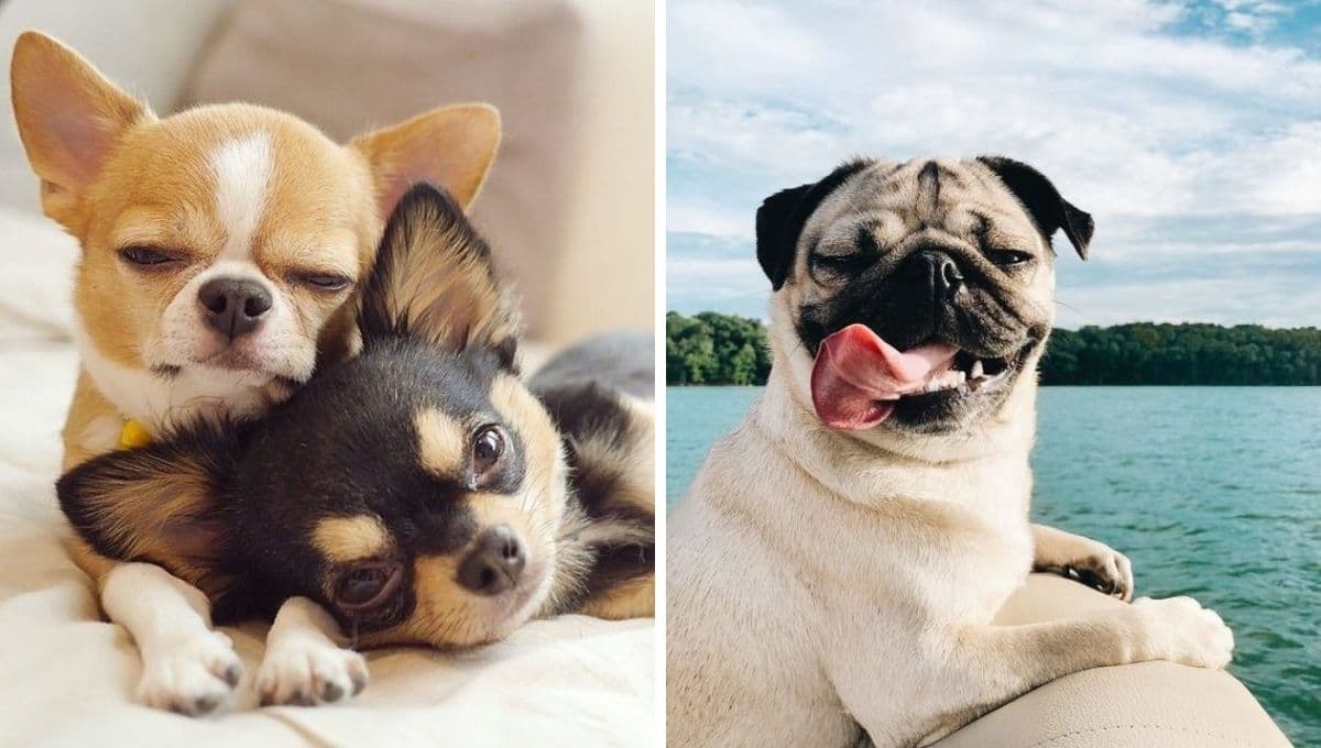 Las mejores razas de perro para tener en una casa de Infonavit