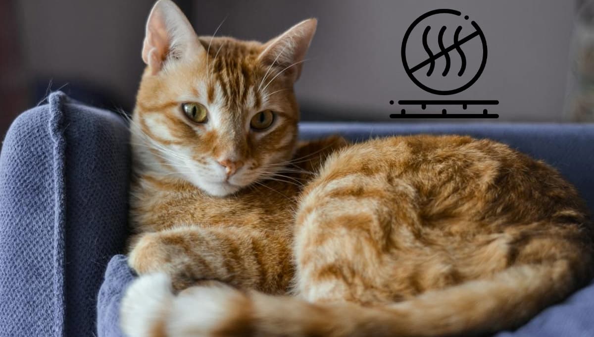 Gatos: cómo quitar el olor a pipí de un sofá con ingredientes caseros