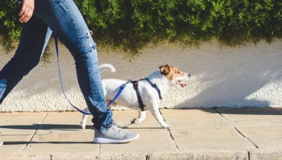 Curso gratuito para pasear perros en CDMX: requisitos, fechas y horarios
