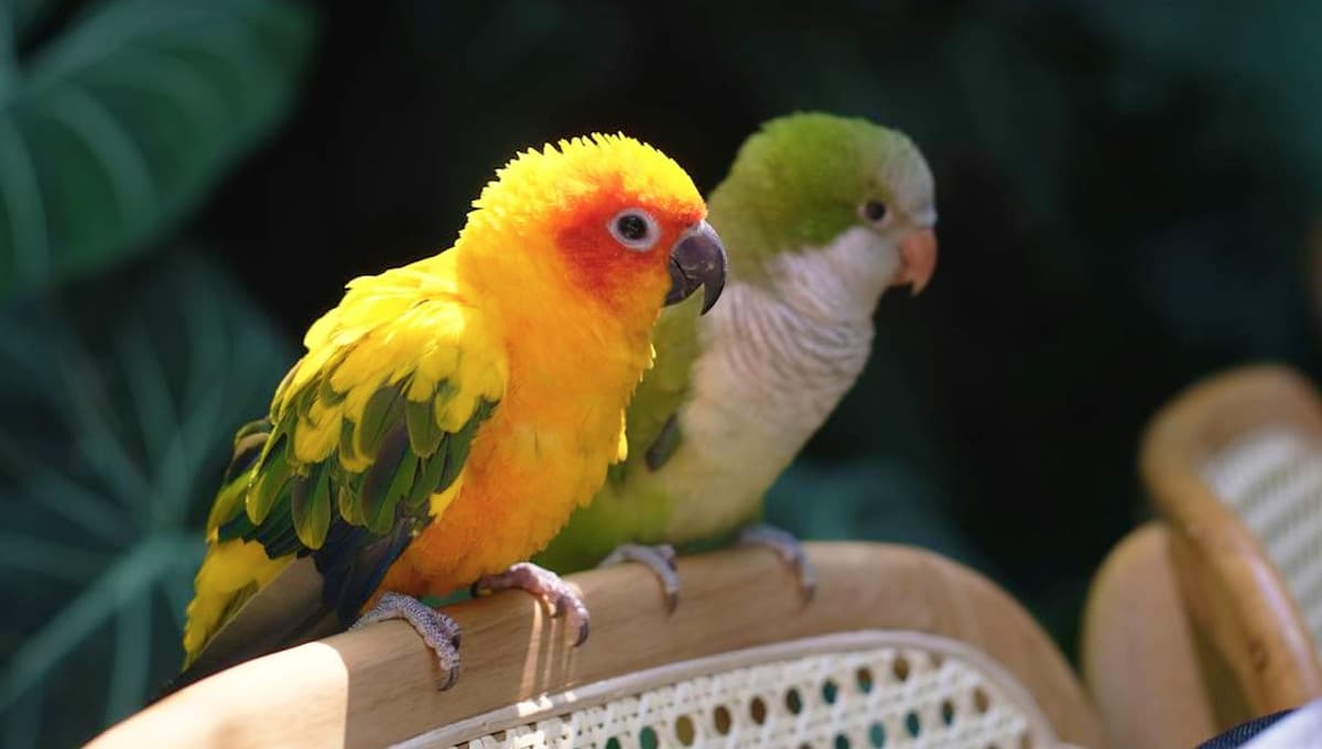 Loros: cómo cuidarlos y hacerlos felices