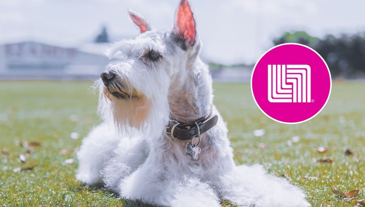 Liverpool REMATA hermoso salero de perro Schnauzer para adornar tu mesa
