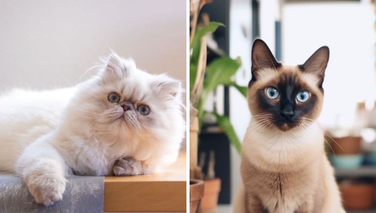 Las razas de gatos más tranquilas para vivir en un departamento
