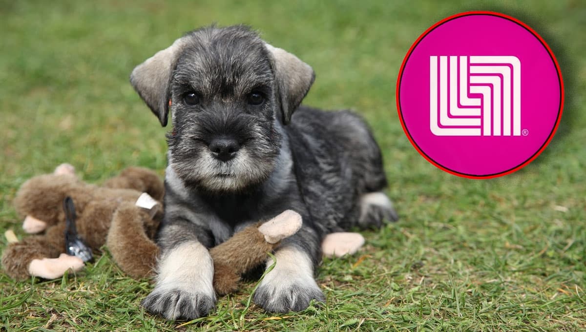 Precioso porta anillos de Perro Schnauzer a precio casi regalado en Liverpool