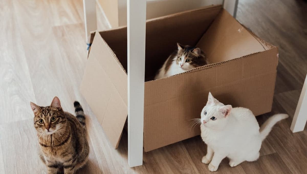 ¿Por qué mi gato prefiere jugar con cajas de cartón en vez de con sus juguetes?