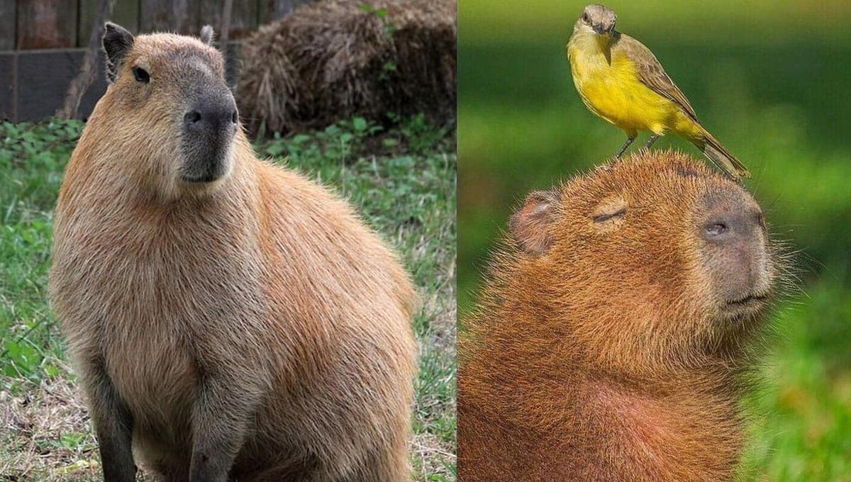 5 datos curiosos del capibara, el amigo de TODOS los animales