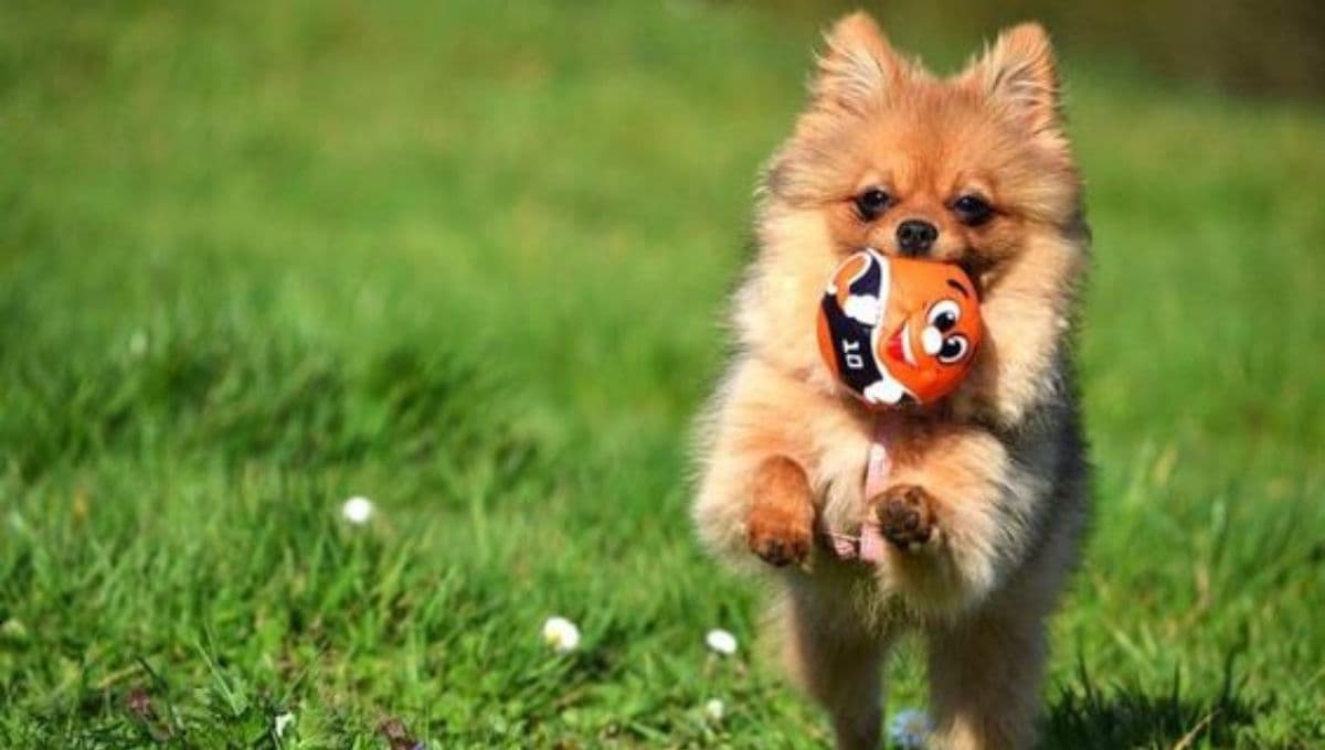 Perros: los nombres que serán tendencia durante 2024