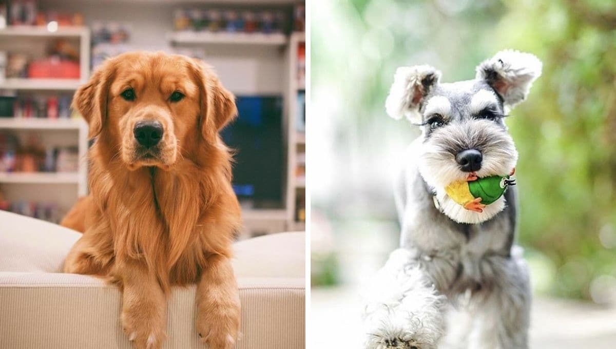Top 10 mejores razas de perros para vivir con niños en familia