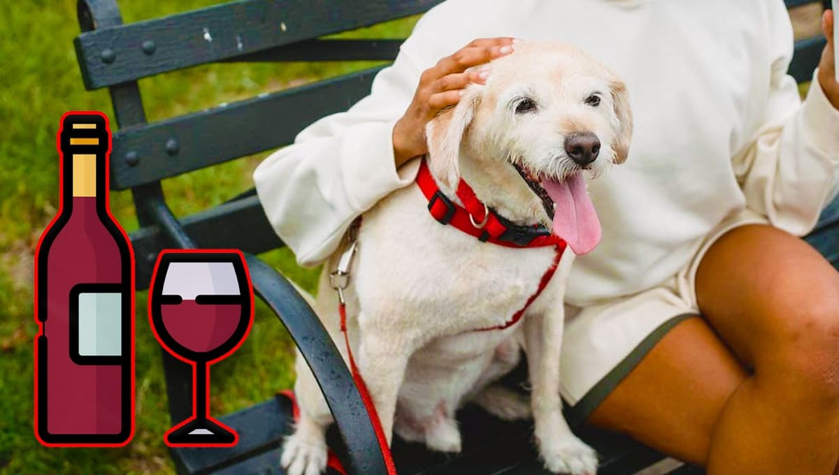 ¿Qué es el vino para perros y gatos y dónde comprarlo en México?