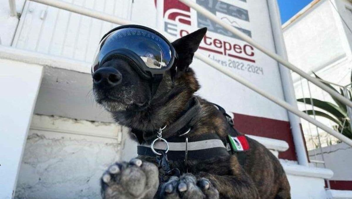 La historia de ‘Rigoberto’ el perro policía jubilado en el Edomex que ahora está en adopción