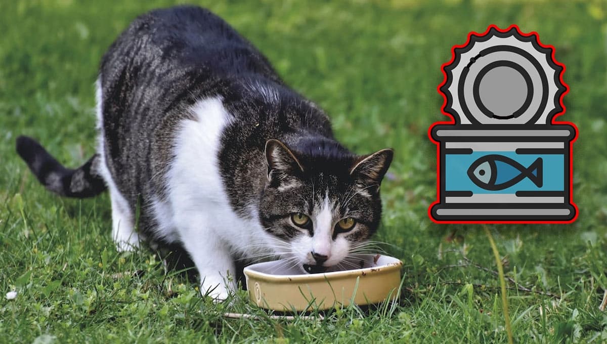 Atún en lata o natural: ¿cuál es mejor que coman los gatos y por qué?