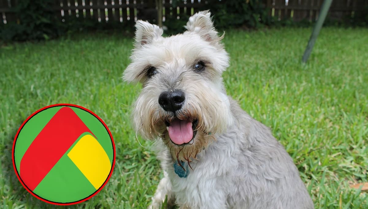 Bodega Aurrerá REMATA maceta de perro Schnauzer: hermosa y resistente para decorar