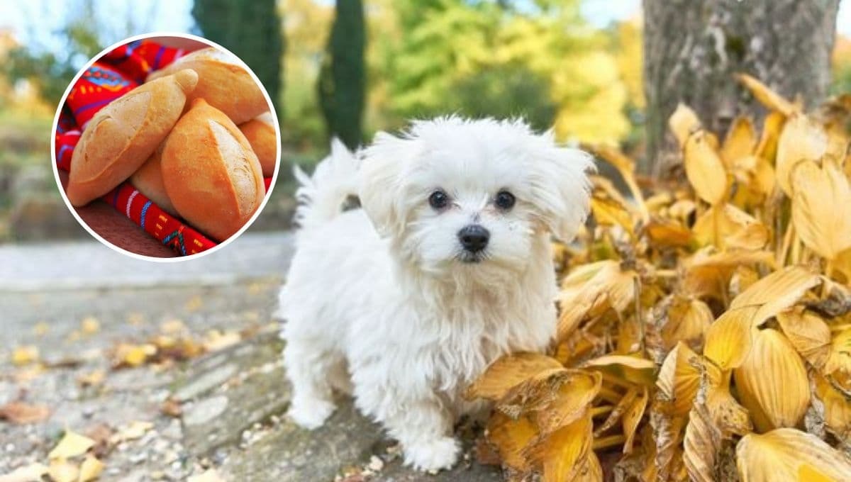 Lomito ratero: Cachan a perro robando los bolillos de una panadería de una forma adorable | VIDEO