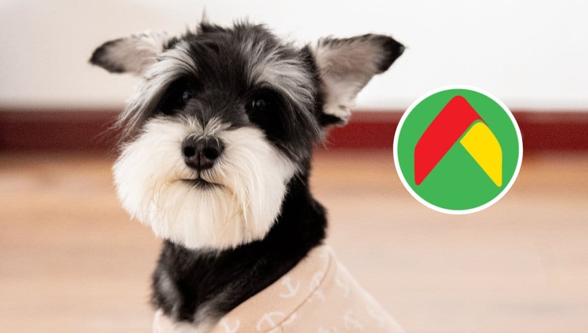 Bodega Aurrerá REMATA preciosa figurita de perro Schnauzer: ideal para tu colección