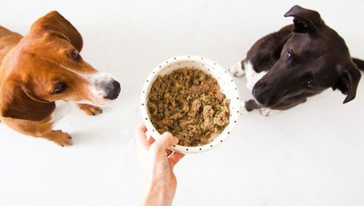 Esta es la MEJOR marca de croquetas para perro según los expertos