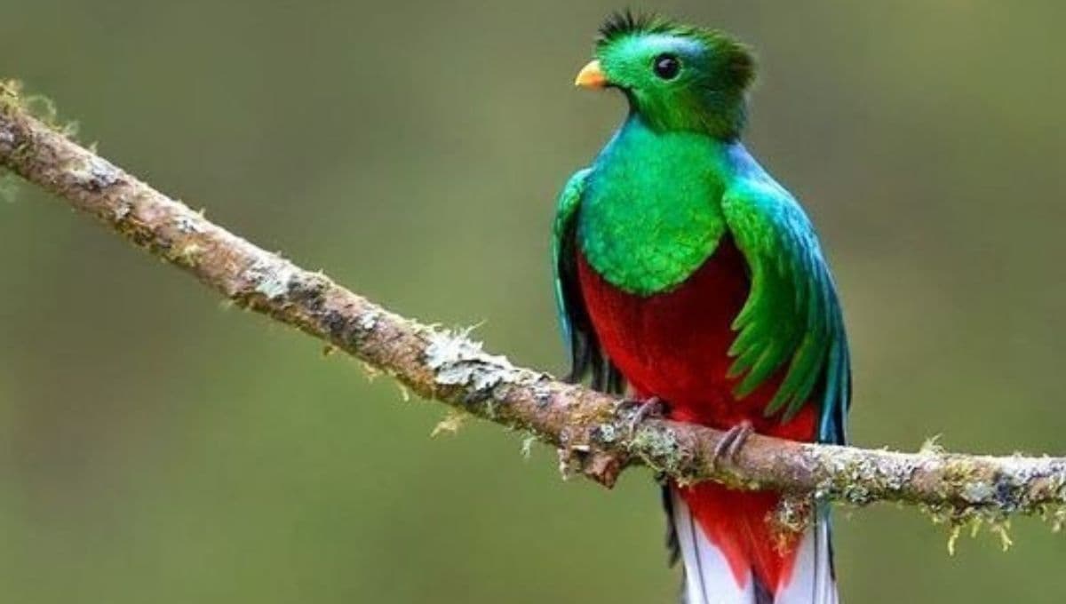 Rescatan a Quetzal en CDMX y experto aclara cómo la sagrada ave pudo haber llegado ahí
