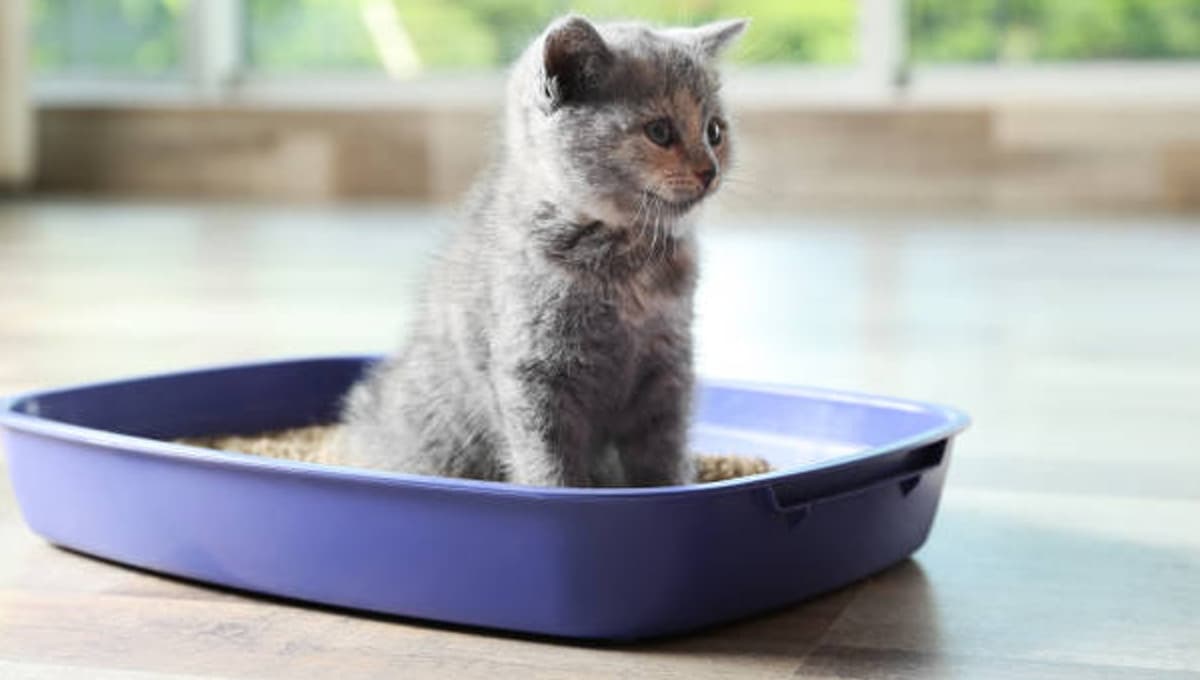 Arena de gato: ¿qué pasa si la dejo secar en el sol para reusarla?