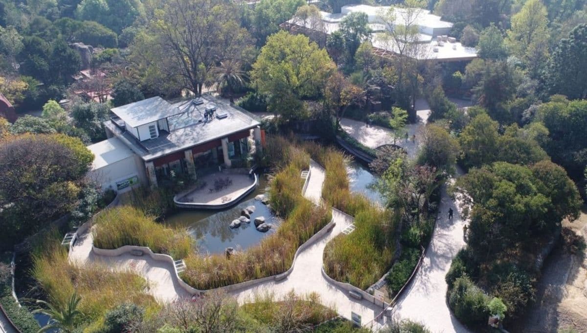 Zoológico de Chapultepec: ¿Cuánto cuesta la entrada y horarios tras remodelación?