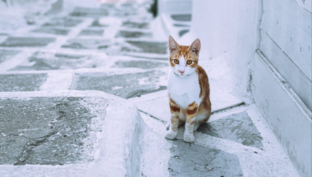 ¿De cuánto es la MULTA por abandonar a un gato?