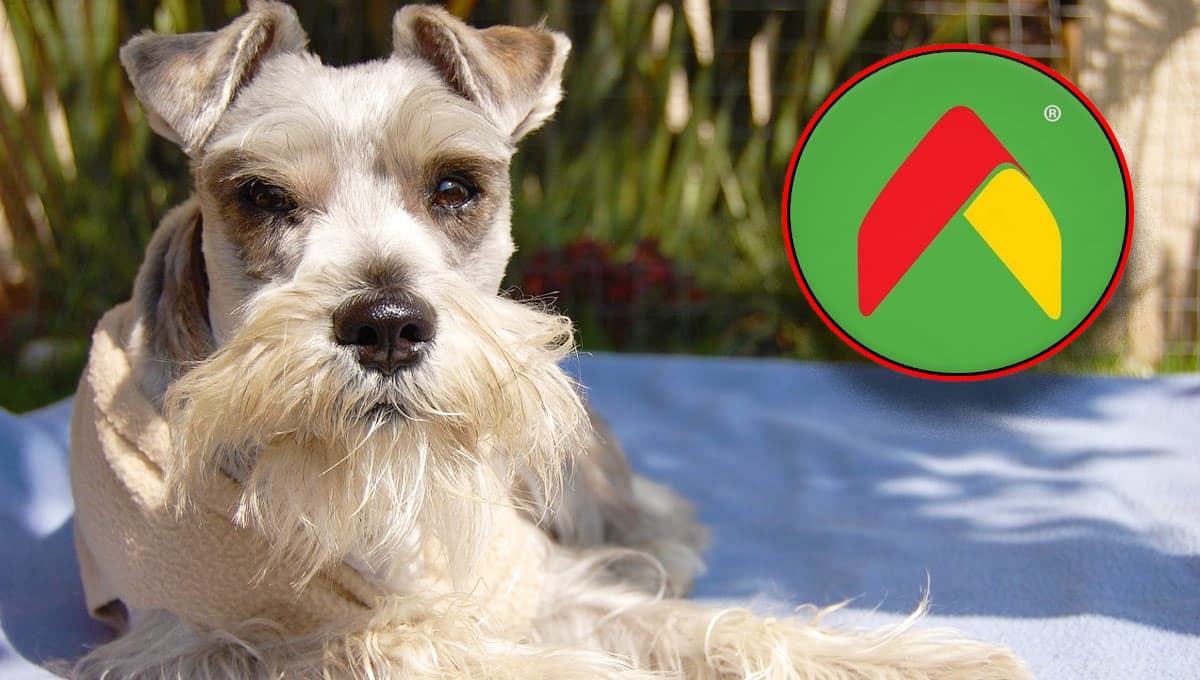 Bodega Aurrerá vende hermosa placa de perro Schnauzer con QR para que tu lomito esté siempre seguro