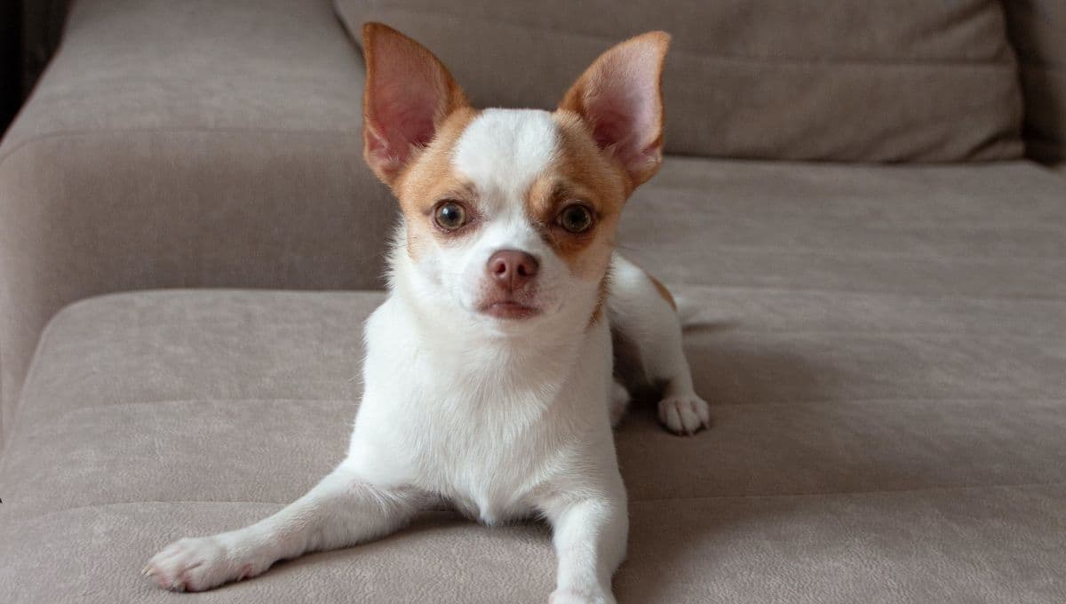 ¿Cómo se llevan los perros Chihuahuas con los niños?