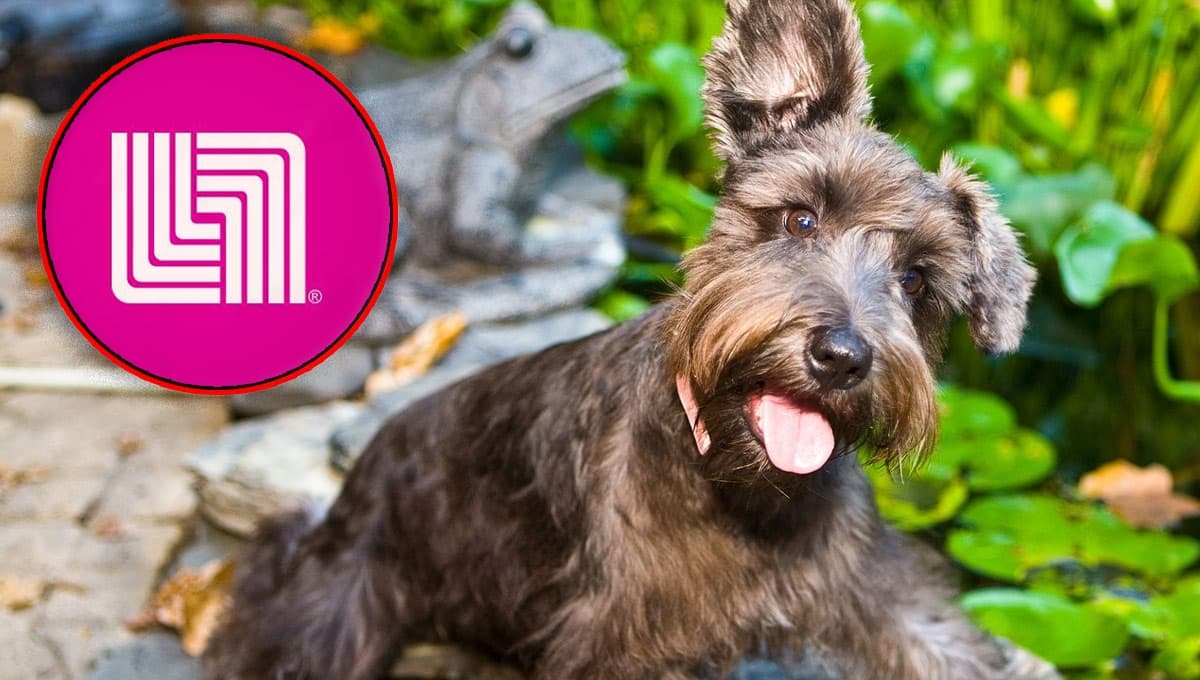 Liverpool REMATA el collar Zoopet perfecto para perros Schnauzer mini y estándar