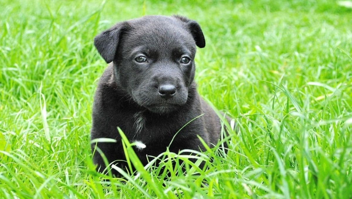 Así puedes adoptar a Calcetitas, el perrito abandonado que ya tenía familia adoptiva y dejaron plantado