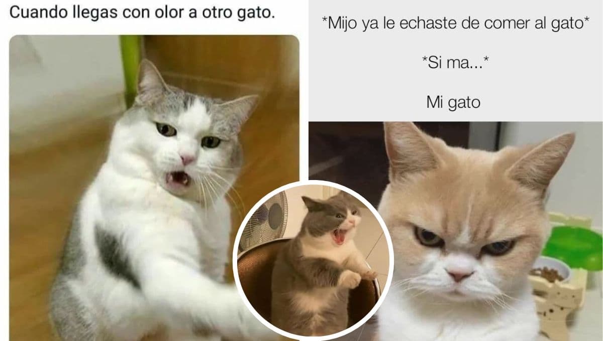 5 MEMES de gatos enojados pero tiernos para compartir en WhatsApp