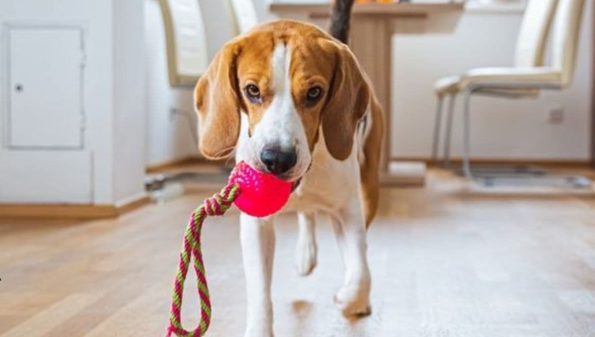 Juguetes para perros con material reciclable: 5 ideas para entretener a tu lomito
