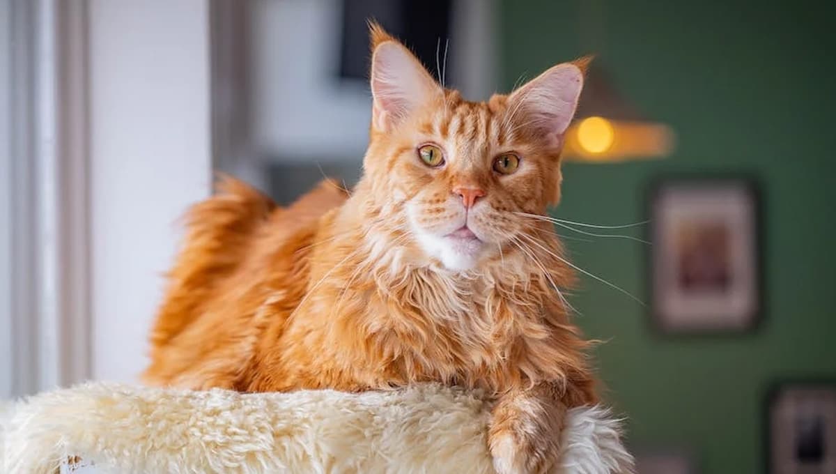 Gatos Maine Coon: todo lo que debes saber sobre esta encantadora raza de michis