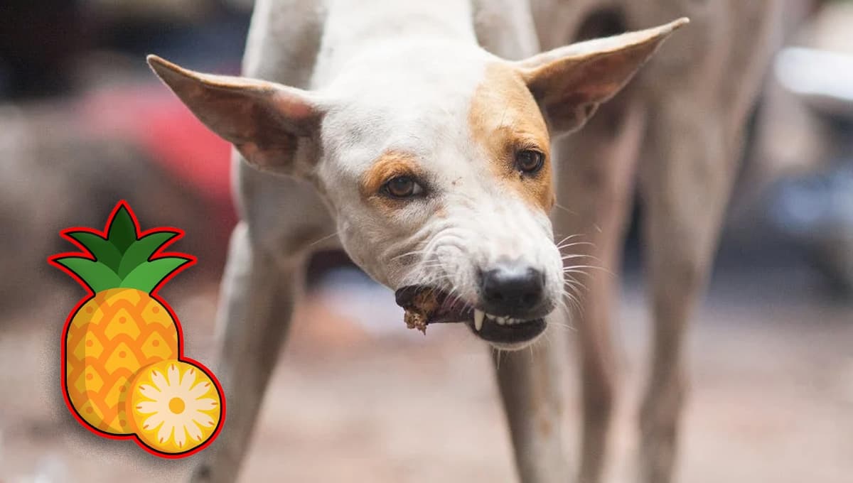 ¿Sirve el "método de la piña" para los perros que comen su popó? Esto dicen los especialistas