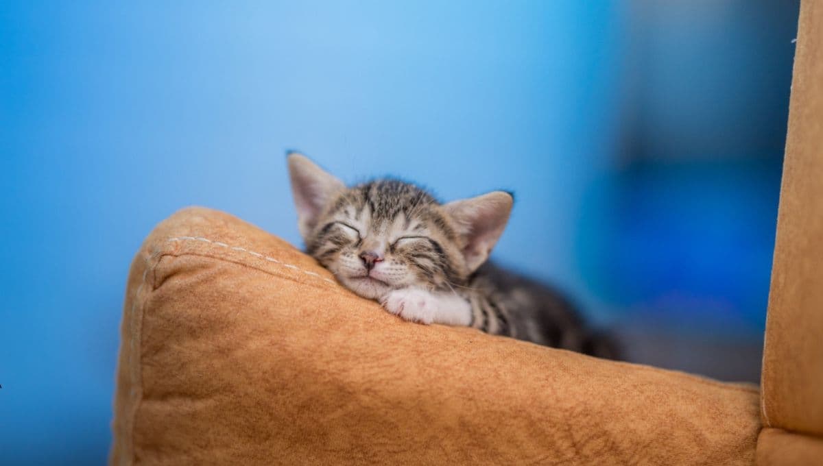 4 señales para saber saber si tu gato se siente mal del estómago