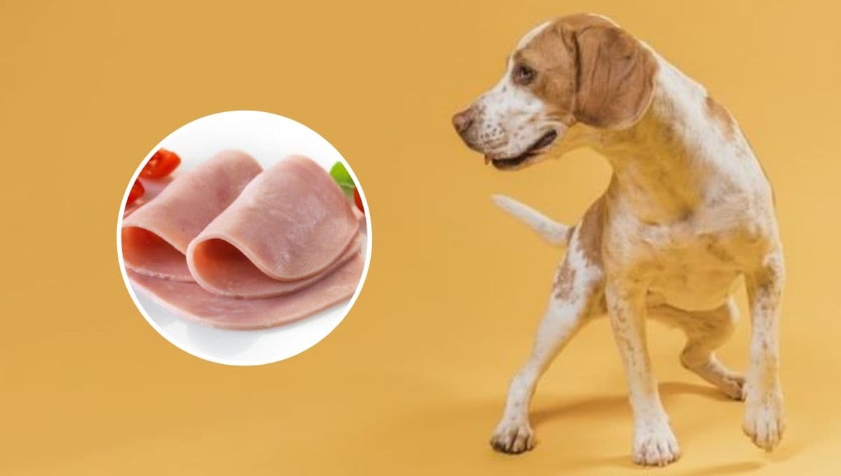 ¿El jamón para perros es bueno o malo? Expertos revelan la verdad