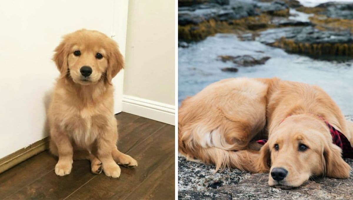 ¿Qué debe hacer mi familia con mi perro si muero antes que él?