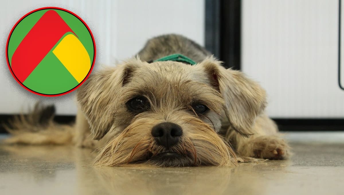 Bodega Aurrerá REMATA una de las mejores croquetas para perros Schnauzer mini