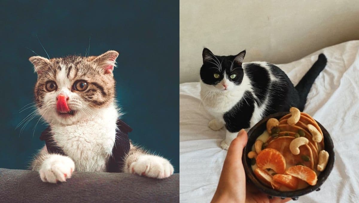 ¿Tu gato prefiere la comida salada o dulce? Descubre sus preferencias según los veterinarios