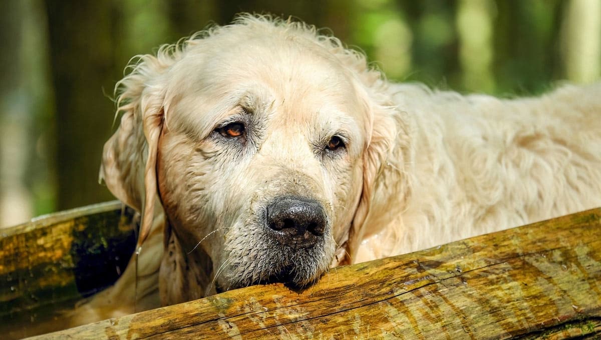 3 razones por las que los perros se alejan de sus dueños antes de morir
