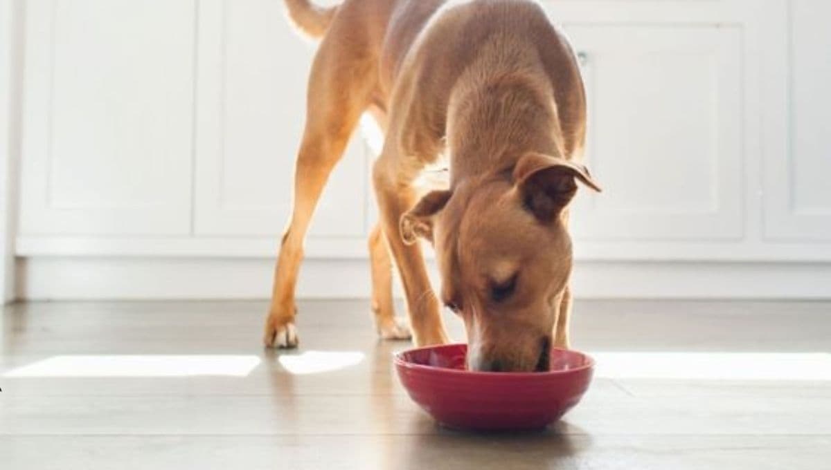 Recetas para alimentar a un perro que no quiere comer y está decaído
