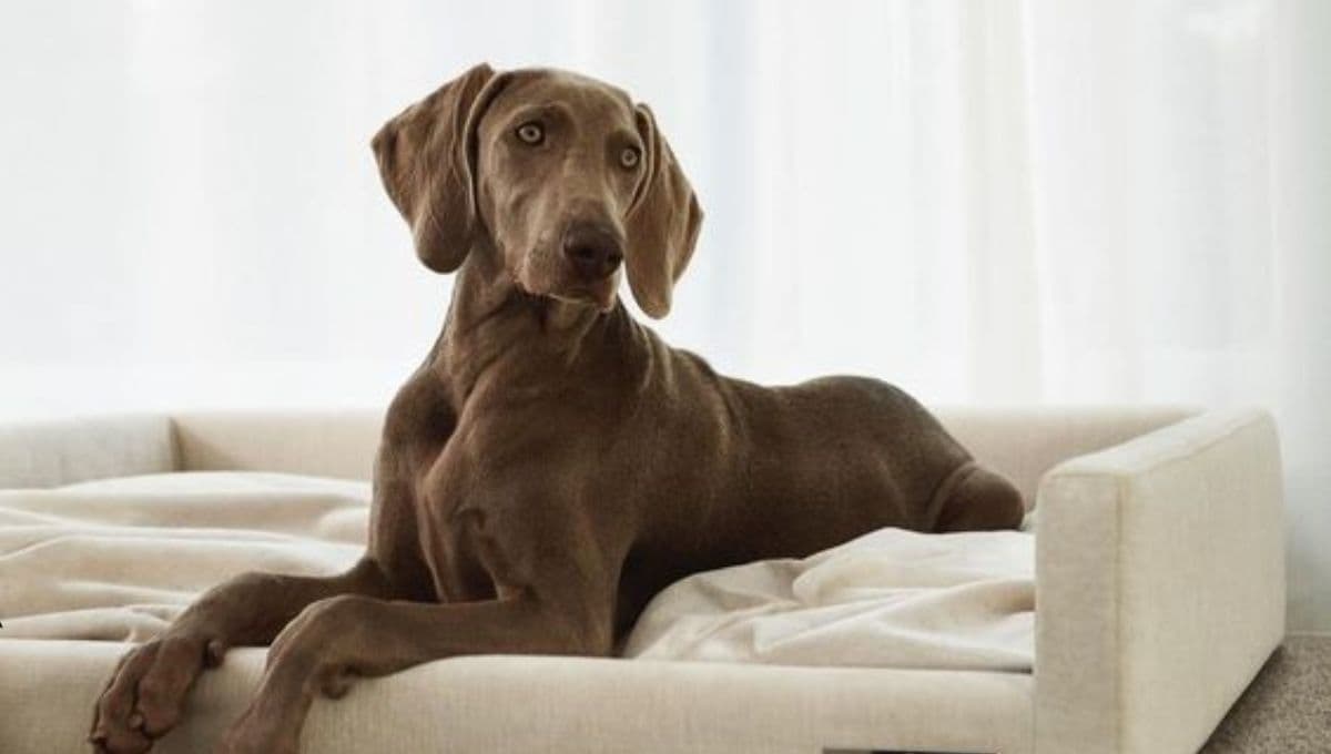 Cómo mantener a tu perro feliz y entretenido mientras estás fuera