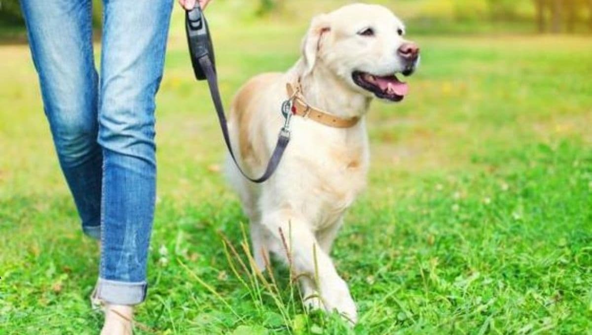 ¿Cómo enseñar a un perro a orinar en un solo lugar? 6 pasos fáciles recomendados por expertos