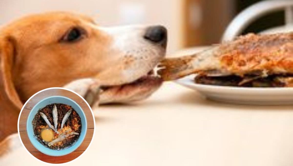 ¿Qué pasa si mi perro come pescado y cómo prepararlo de forma sana?