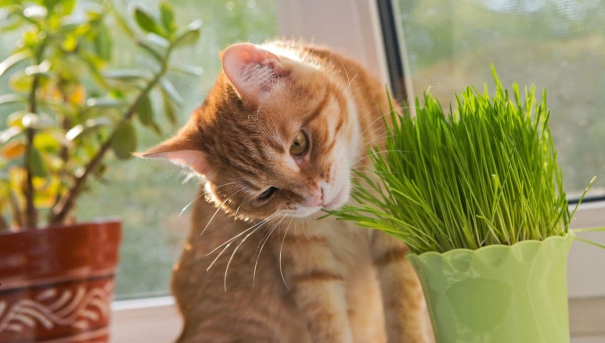 ¿Qué significa que mi gato coma plantas? 2 razones por las que lo hace y cómo evitarlo