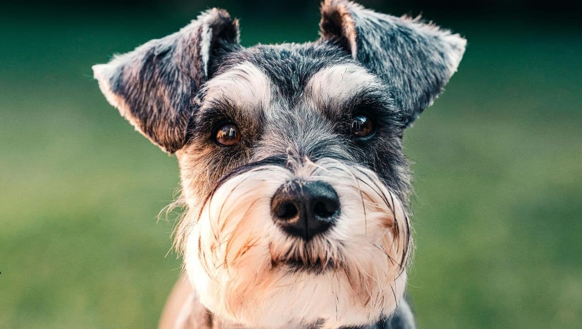 ¿Cómo adiestrar a un Schnauzer? 5 consejos para entrenar a tu perro