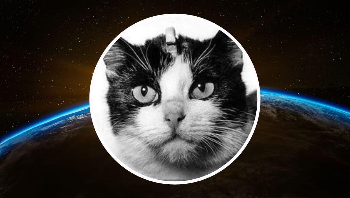 La INCREÍBLE historia de la primera gata que viajó al espacio y sí volvió