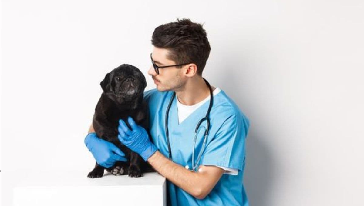 Por qué mi perro tiembla: 3 causas de que lo haga y soluciones para calmarlo