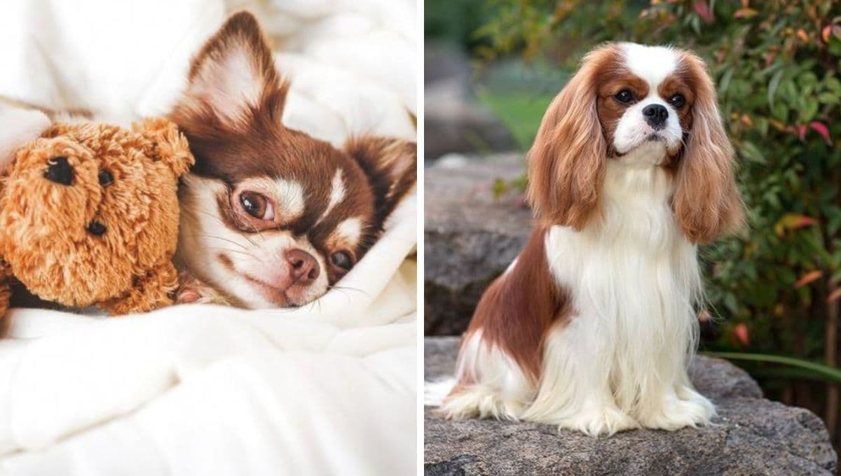 Top de razas de perros pequeños bonitos y adorables