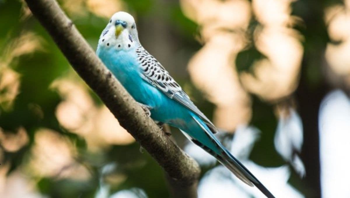 CDMX tiene un aviario escondido con aves rescatadas y su entrada cuesta menos de 10 pesos